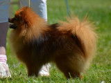 2 chiots femelles Spitz Nains Pomeranian disponibles à l’achat (LOF)