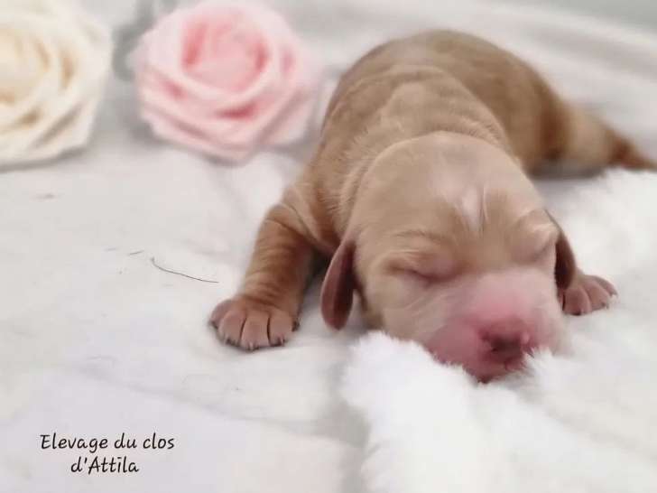 Chiots Cockers Spaniels Anglais LOF disponibles à l’achat