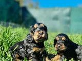 Chiots Cockers Spaniels Anglais LOF disponibles à l’achat