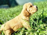 Chiots Cockers Spaniels Anglais LOF disponibles à l’achat
