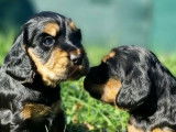 Chiots Cockers Spaniels Anglais LOF disponibles à l’achat