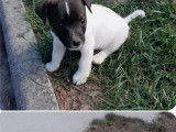 2 chiots mâles Jack Russell disponibles à la réservation (LOF)