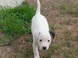 2 chiots mâles Jack Russell disponibles à la réservation (LOF)