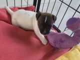 2 chiots mâles Jack Russell disponibles à la réservation (LOF)