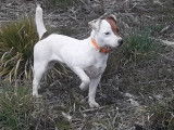 2 chiots mâles Jack Russell disponibles à la réservation (LOF)