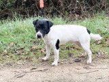 2 chiots mâles Jack Russell disponibles à la réservation (LOF)