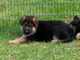 Chiot mâle Berger Allemand LOF à vendre