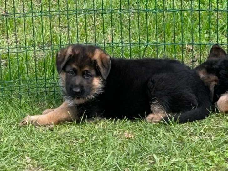 Chiot mâle Berger Allemand LOF à vendre