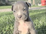 4 chiots American Bully disponibles à la vente (LOF)