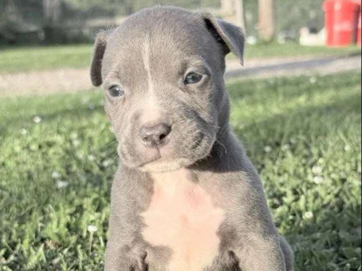 4 chiots American Bully disponibles à la vente (LOF)