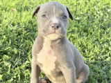 4 chiots American Bully disponibles à la vente (LOF)