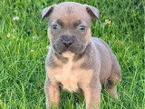 4 chiots American Bully disponibles à la vente (LOF)