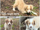 À vendre, chiots Bergers Américains Miniatures (LOF)