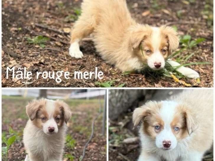 À vendre, chiots Bergers Américains Miniatures (LOF)