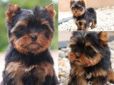 Des chiots Yorkshires Terriers LOF disponibles à la vente