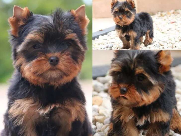 Des chiots Yorkshires Terriers LOF disponibles à la vente