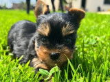 Des chiots Yorkshires Terriers LOF disponibles à la vente