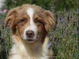 Chiens adultes et chiots Bergers Australiens à vendre (LOF)