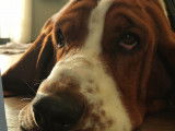 Viggo, mâle Basset Hound disponible pour saillie