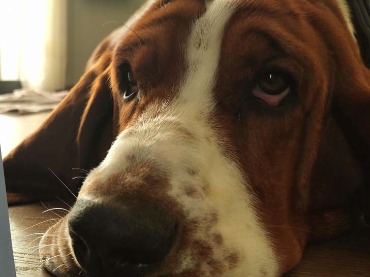 Viggo, mâle Basset Hound disponible pour saillie