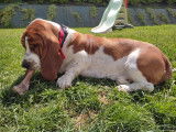 Viggo, mâle Basset Hound disponible pour saillie