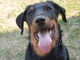 Alinéa, belle femelle Beauceron noir et feu à vendre