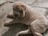 Atom, mâle Shar Peï lilac isabella LOF à vendre