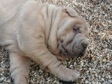 Atom, mâle Shar Peï lilac isabella LOF à vendre