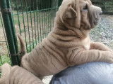 Angor, chiot Shar Peï LOF de couleur lilac et isabella à vendre