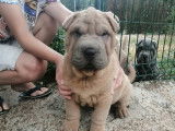 Angor, chiot Shar Peï LOF de couleur lilac et isabella à vendre