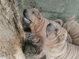 Angor, chiot Shar Peï LOF de couleur lilac et isabella à vendre