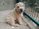 Angor, chiot Shar Peï LOF de couleur lilac et isabella à vendre