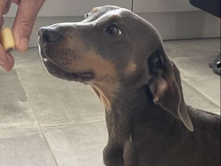 Mâle Teckel bleu disponible pour saillie