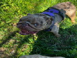 Chien adulte de race Bouledogue Anglais Mâle à donner