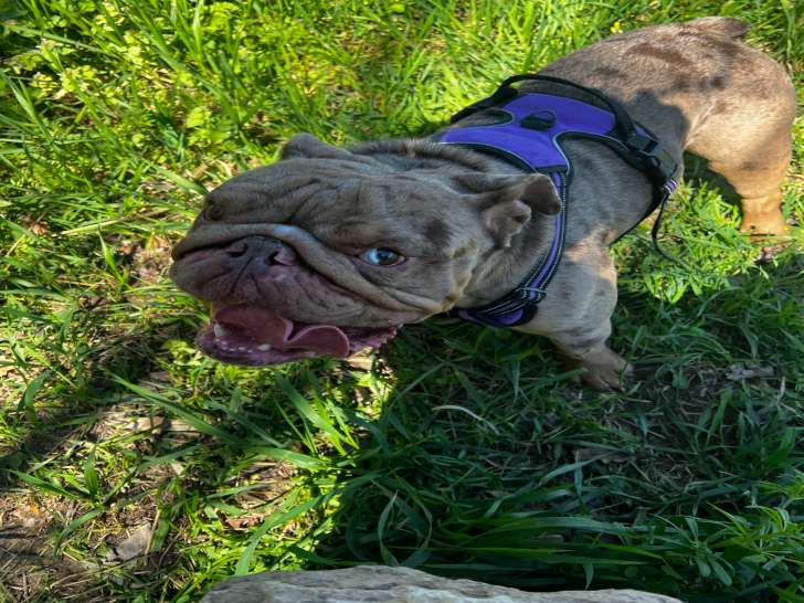 Chien adulte de race Bouledogue Anglais Mâle à donner