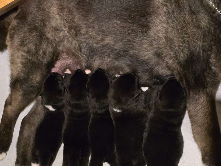 Chiots de race Akita Américain à vendre (2 femelles)