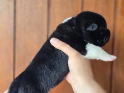 Chiots de race Akita Américain à vendre (2 femelles)