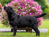 Mâle Labrador au pedigree exceptionnel disponible pour saillie