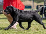 Mâle Labrador au pedigree exceptionnel disponible pour saillie