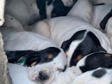 Chiots Grand Gascon Saintongeois à vendre
