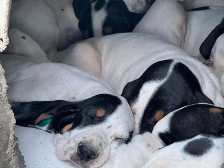 Chiots Grand Gascon Saintongeois à vendre