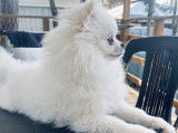 Mâle Spitz Nain blanc LOF disponible pour saillie