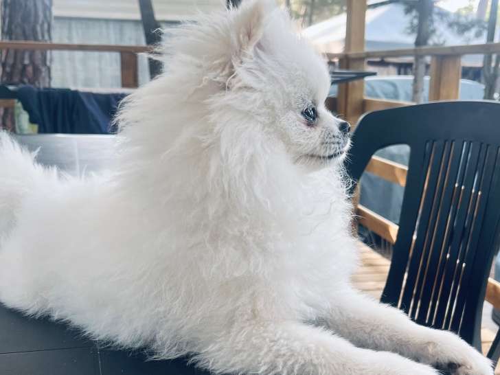 Mâle Spitz Nain blanc LOF disponible pour saillie