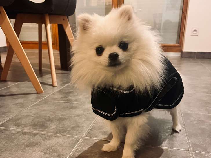 Superbe Spitz Nain blanc LOF disponible pour saillie – petit gabarit 2,7 kg, lignée de qualité ✨