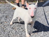 Femelle Bull Terrier blanche à vendre