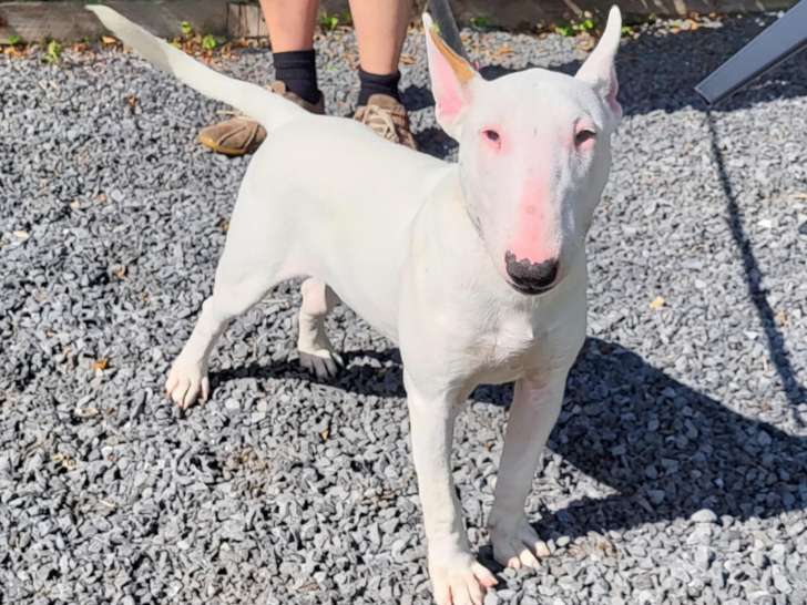 Femelle Bull Terrier blanche à vendre