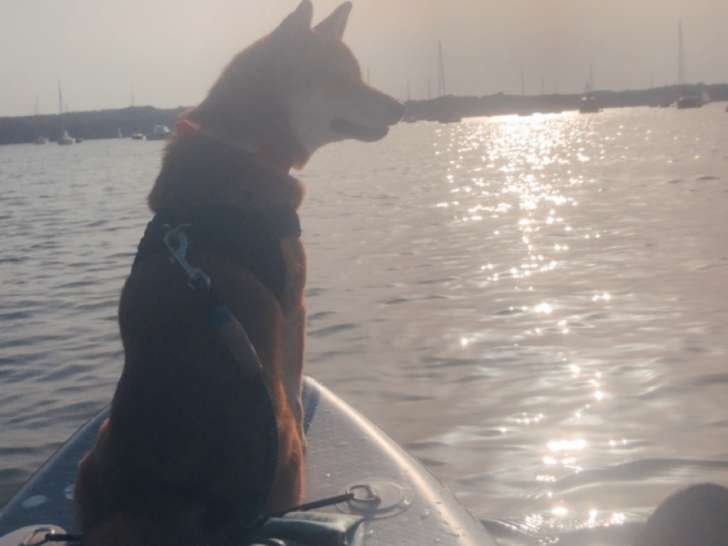 Femelle Shiba Inu disponible pour saillie