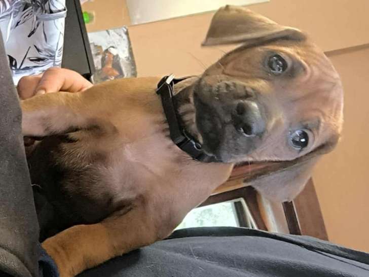 Chiot Rhodesian Ridgeback à réserver