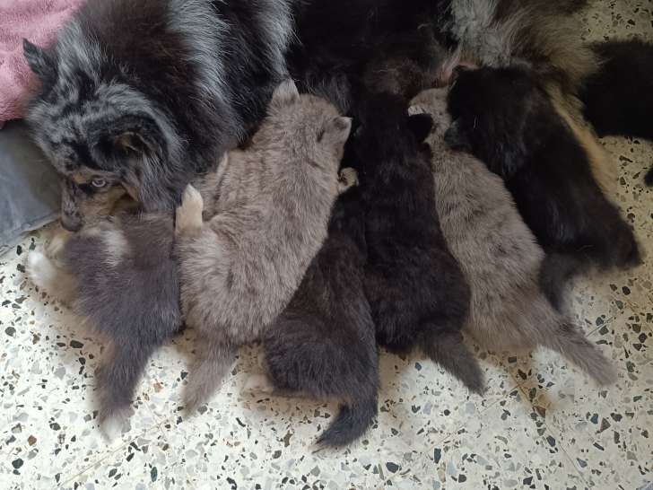 Chiots Pomksy à vendre