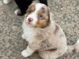 Chiots Berger Australien à réserver